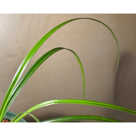 Cyperus sp. from Baratang Island Andaman