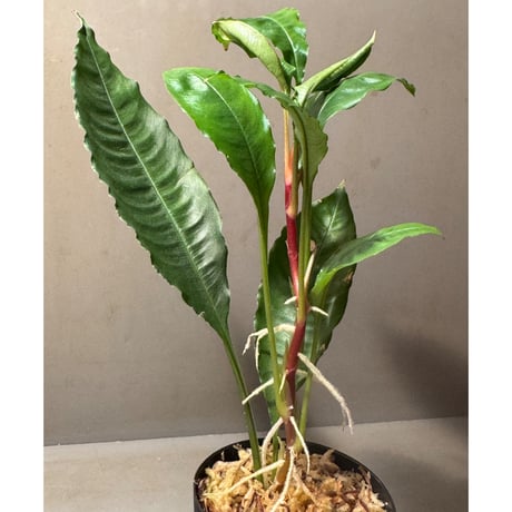 Schismatoglottis sp. from Pinoh Selatan Kalimantan Barat
