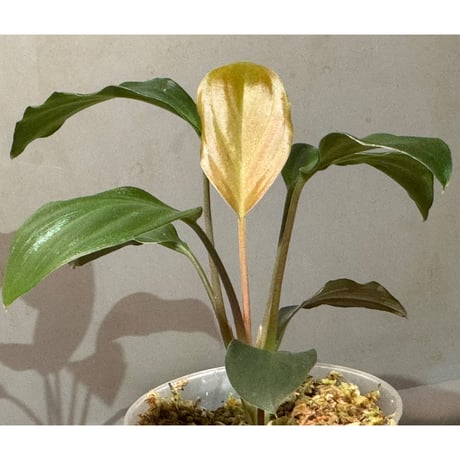 Homalomena sp. "Black" Jawa