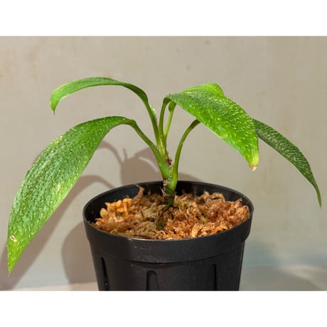 Homalomena hasei "狐尾" from Aceh Sumatera [LA0214-4]