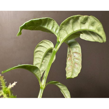 Acranthera sp. from Boyan West Kalimantan
