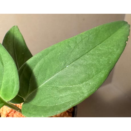 Anadendrum sp. Seruyan Hulu Kalimantan Tengah [PB0925-1]