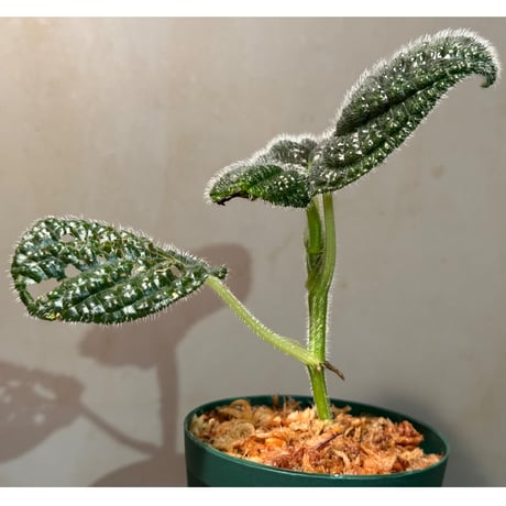Pilea sp. from Choco Colombia [tanakay]