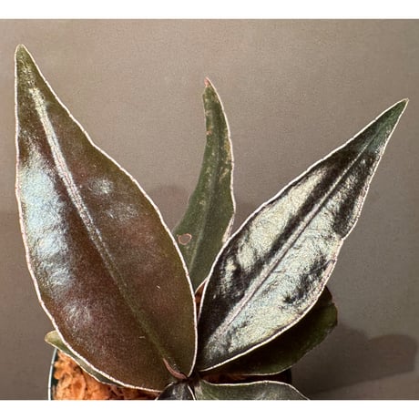 Labisia sp. "Muara wahau" Black Kal-timur [TB]