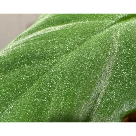 Homalomena sp. from Mt. Besar [LA0219-02]