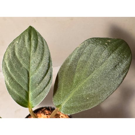 Homalomena sp. from Riau Sumatera