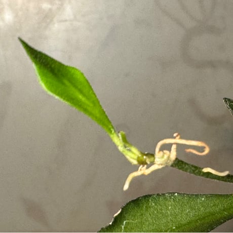 Hoya sp. from Mamasa West Sulawesi 伊藤蟻植物農園