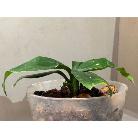 Dracaena cantleyi "Serimbu" Landak Kalimantan barat [TB]