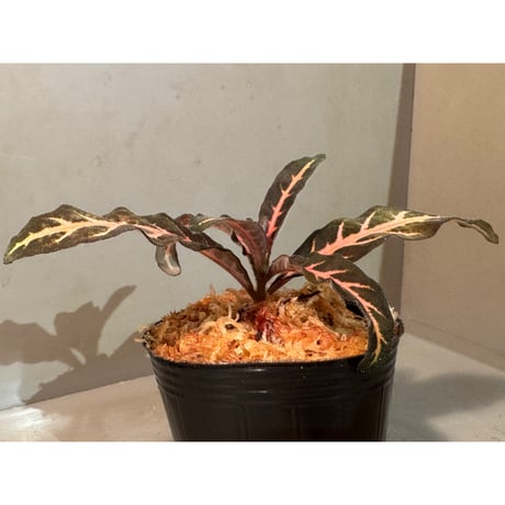 Aphelandra maculata from Madre de Dios [LA1017-02]