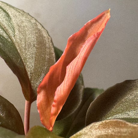 Homalomena sp. from Solok sumatera [LA0616-03]
