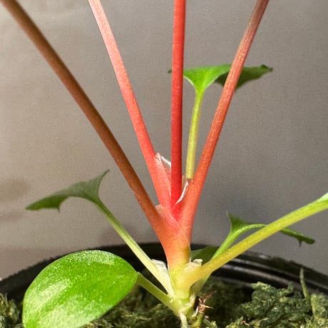 Homalomena sp. from Tambunan [TK200217]