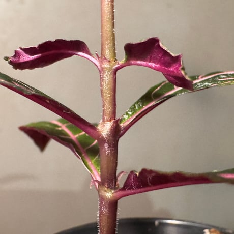 Palicourea sp. from El Pangui [ECUAGENERA]