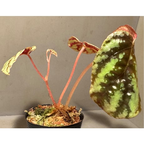 Begonia Variabilis [TK260915]
