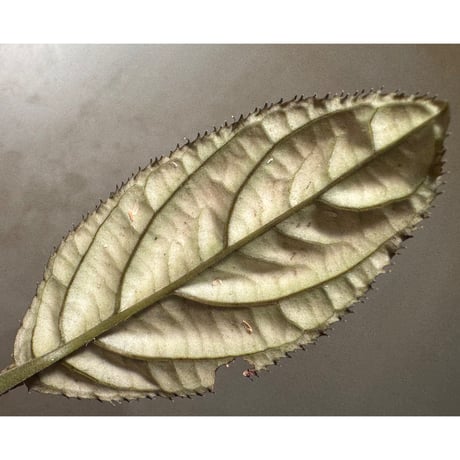 Ardisia sp. from Vietnam