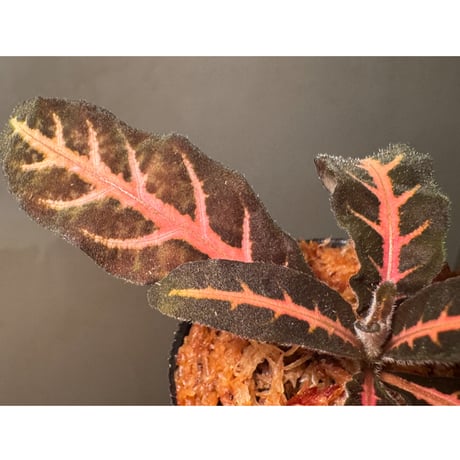 Aphelandra maculata from Madre de Dios [LA1017-02]
