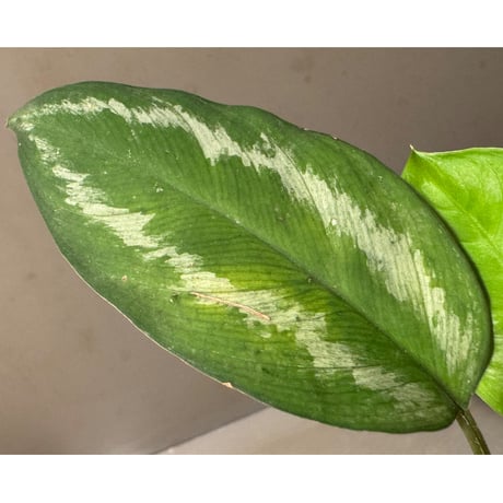 Homalomena sp. from Jambi Sumatera