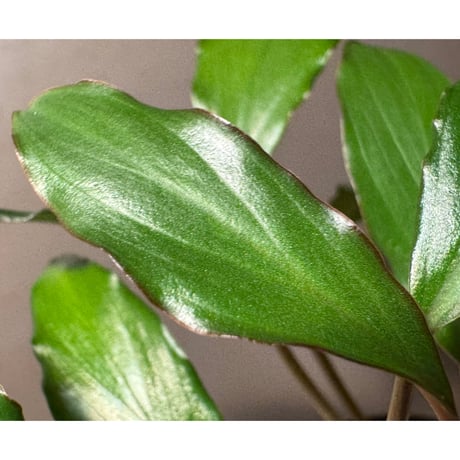 Homalomena sp. from Banten
