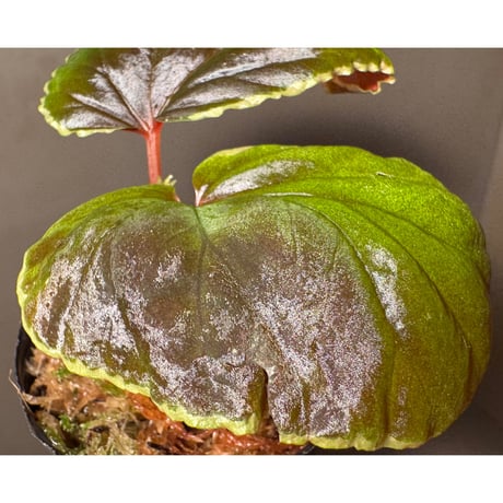 Begonia darthvaderiana