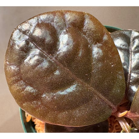 Ardisia sp. from Kayulapis [TB]