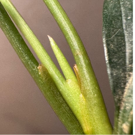 Aglaonema simplex from Kubu Kalimantan Barat [PB0925-1]