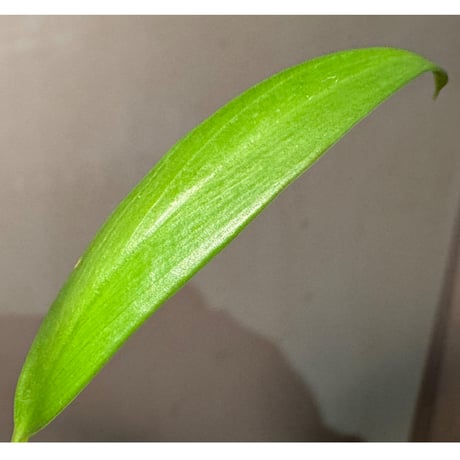 Homalomena sp. 'Narrow' from Timika Papua Tengah