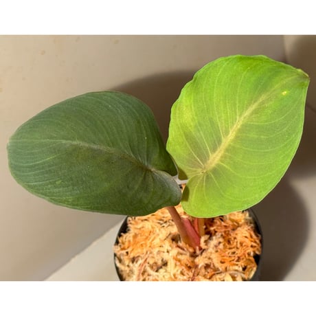 Homalomena sp. from Aceh Sumatera