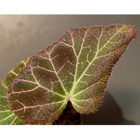 Begonia fulgurata