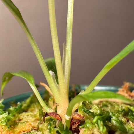 Homalomena sp. from West Papua