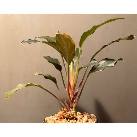 Homalomena sp. from Jawa Barat