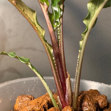 Schismatoglottis sp. "Dragon Tail" from Pangkalan Bun