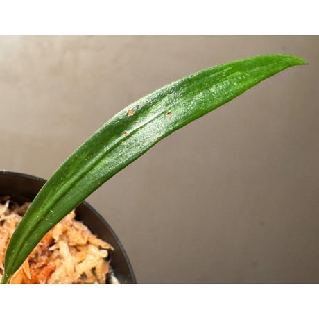 Ayuantha cf. pudenda from Kuching Div. Sarawak