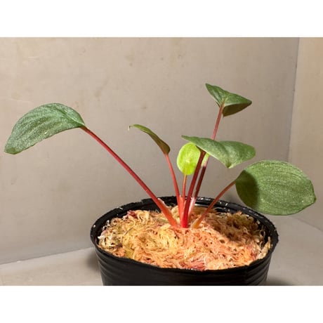 Homalomena sp. from Tawau [TK071116-1]