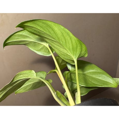 Homalomena sp. from Timika Papua Tengah
