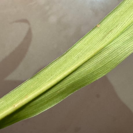 Homalomena sp. 'Narrow' from Timika Papua Tengah