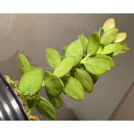 Plutarchia portillae [ECUAGENERA] ①