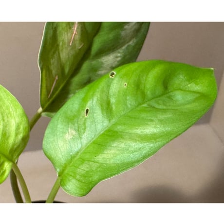 Homalomena sp. from Jambi Sumatera