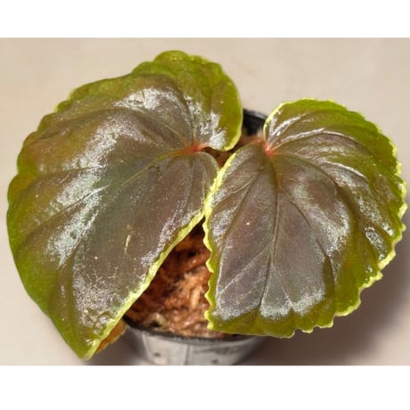 Begonia darthvaderiana