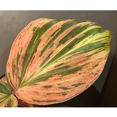 Kaempferia pulchra 'Variegata'