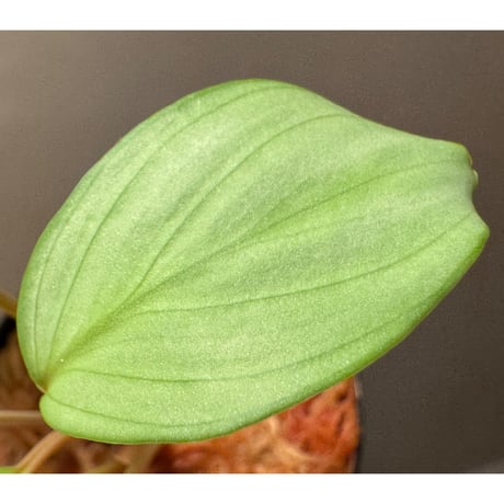 Homalomena sp. "Aceh Silver" from Aceh sumatera [LA0613-00]