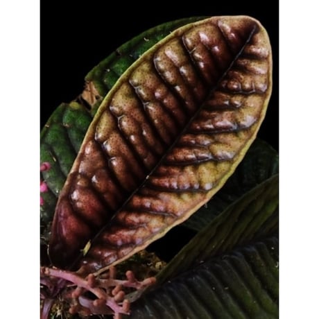 Ardisia sp. from Kalimantan