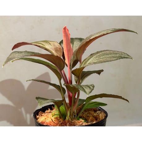 Homalomena sp. from Solok sumatera [LA0616-03]