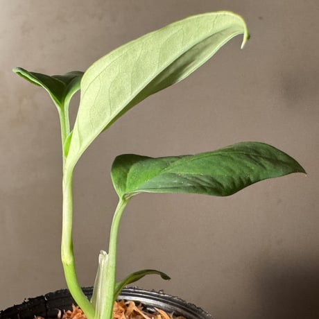 Anadendrum sp. Seruyan Hulu Kalimantan Tengah [PB0925-1]