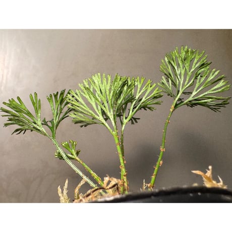 Elaphoglossum peltatum ②