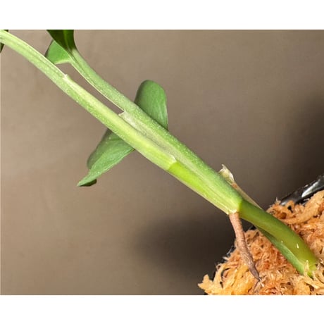 Anadendrum sp. Seruyan Hulu Kalimantan Tengah [PB0925-1]