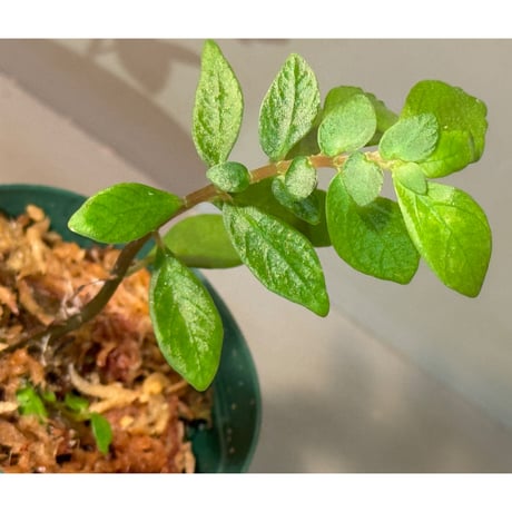 Pilea sp. from Choco Colombia [tanakay]