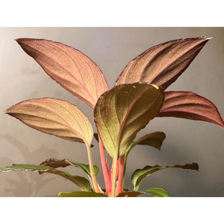 Homalomena sp. from Solok sumatera [LA0616-03]