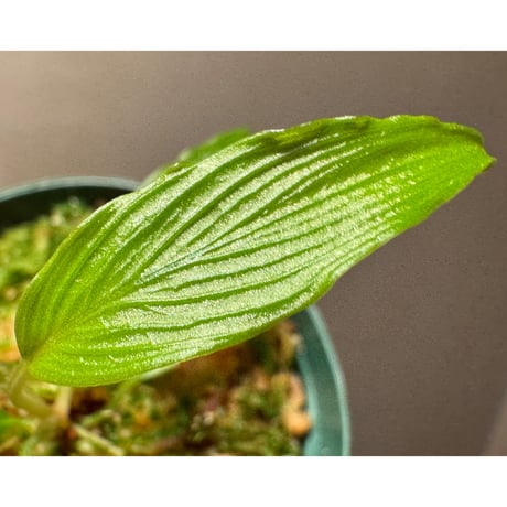 Homalomena sp. from West Papua