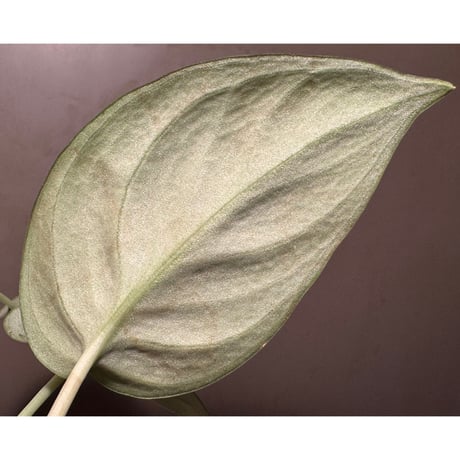 Scindapsus pictus "Nanga pinoh" Melawi Kalimantan barat [TB1606]