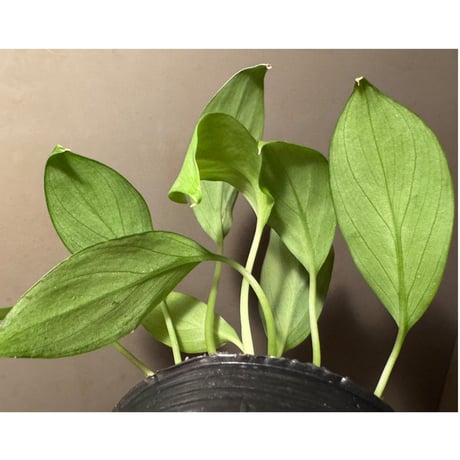 Homalomena sp. from Bau Sarawak