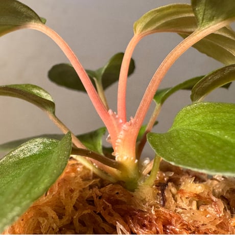 Homalomena sp. from Cameron Highlands [TK140717]